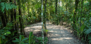 Banho de Floresta | Sesc Bertioga