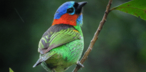 Clube de Observação de Aves | Sesc Bertioga