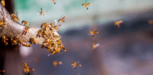 Estação: Nossas Abelhas | Sesc Bertioga