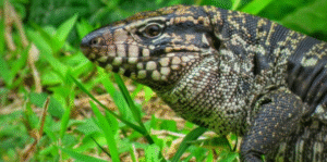 Por Dentro dos Bichos | Sesc Bertioga