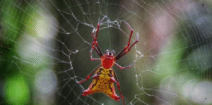 Tecendo a teia - universo das aranhas | Sesc Bertioga