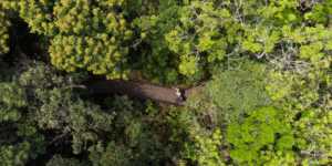 Trilha do Sentir | Sesc Bertioga