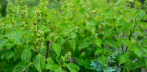 Troca de Mudas e Sementes | Sesc Bertioga